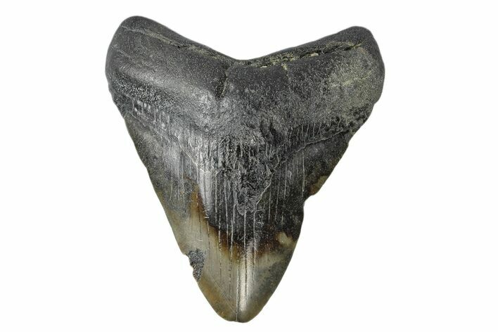 Juvenile Megalodon Tooth - South Carolina #172129